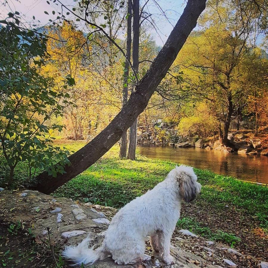 Golemi kamik apartmani Pirot Vlasi Exterior foto